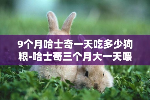 9個月哈士奇一天吃多少狗糧-哈士奇三個月大一天喂多少狗糧