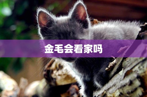 金毛會看家嗎