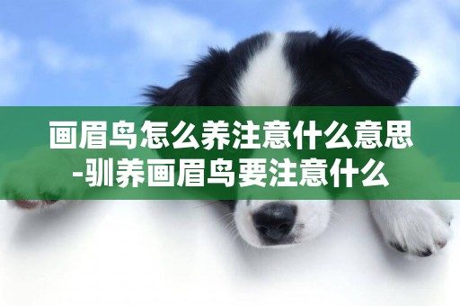 畫眉鳥怎么養注意什么意思-馴養畫眉鳥要注意什么