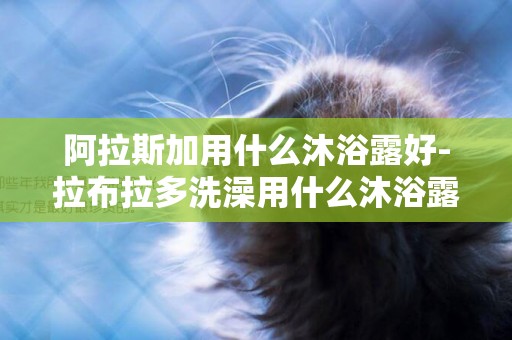 阿拉斯加用什么沐浴露好-拉布拉多洗澡用什么沐浴露好