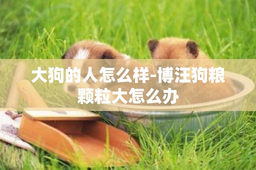 大狗的人怎么樣-博汪狗糧顆粒大怎么辦