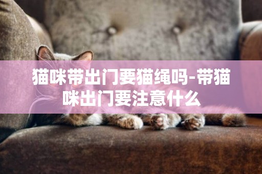 貓咪帶出門要貓繩嗎-帶貓咪出門要注意什么