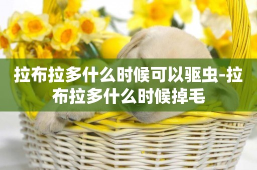 拉布拉多什么時候可以驅蟲-拉布拉多什么時候掉毛