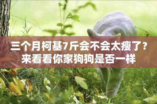 三個月柯基7斤會不會太瘦了？來看看你家狗狗是否一樣