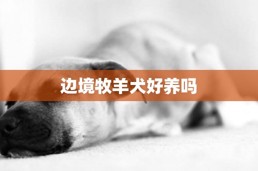 邊境牧羊犬好養嗎