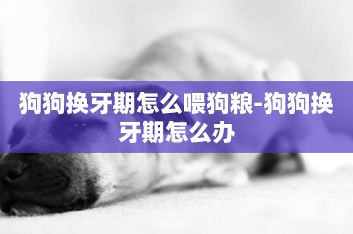 狗狗換牙期怎么喂狗糧-狗狗換牙期怎么辦