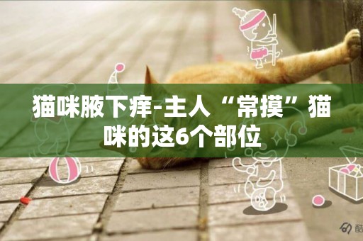 貓咪腋下癢-主人“常摸”貓咪的這6個部位