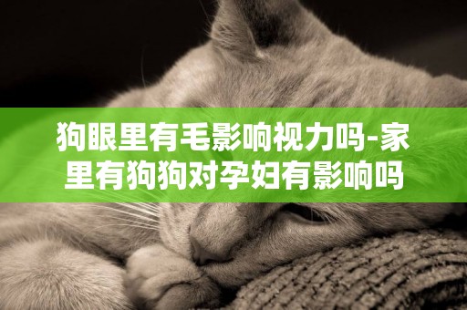 狗眼里有毛影響視力嗎-家里有狗狗對孕婦有影響嗎
