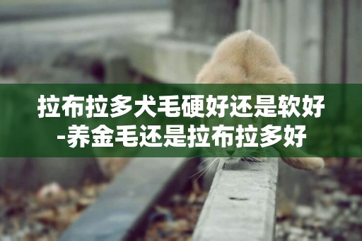 拉布拉多犬毛硬好還是軟好-養金毛還是拉布拉多好