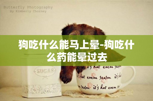 狗吃什么能馬上暈-狗吃什么藥能暈過去