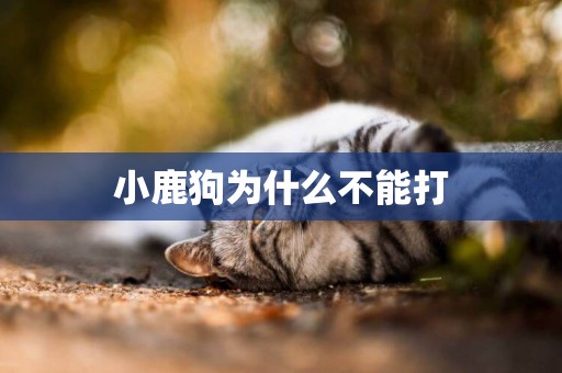 小鹿狗為什么不能打