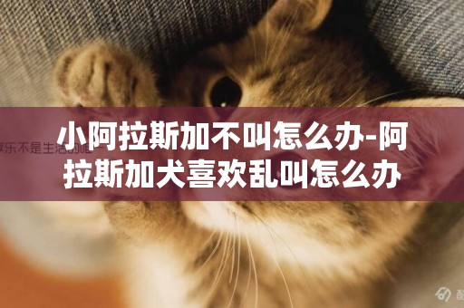 小阿拉斯加不叫怎么辦-阿拉斯加犬喜歡亂叫怎么辦