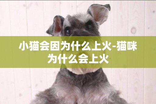 小貓會因為什么上火-貓咪為什么會上火