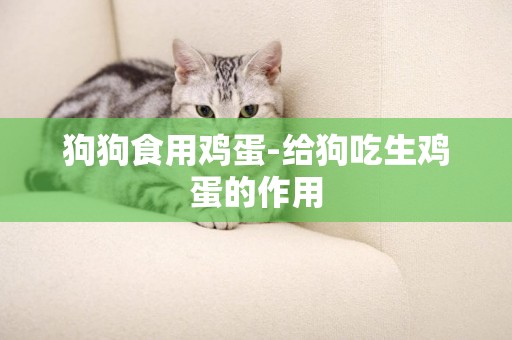 狗狗食用雞蛋-給狗吃生雞蛋的作用