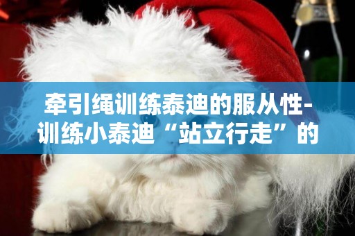 牽引繩訓練泰迪的服從性-訓練小泰迪“站立行走”的簡單方法
