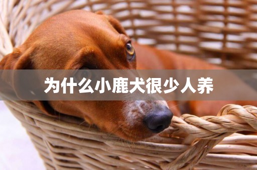 為什么小鹿犬很少人養