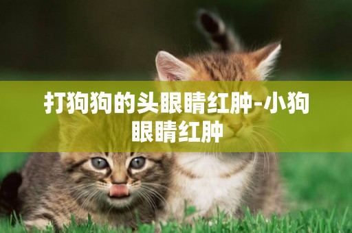 打狗狗的頭眼睛紅腫-小狗眼睛紅腫