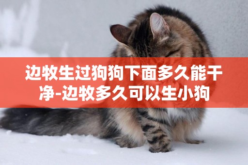 邊牧生過狗狗下面多久能干凈-邊牧多久可以生小狗