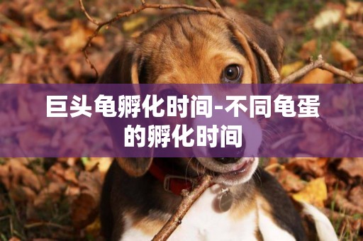 巨頭龜孵化時間-不同龜蛋的孵化時間