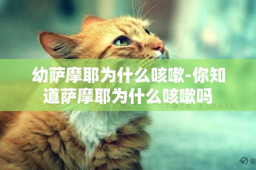 幼薩摩耶為什么咳嗽-你知道薩摩耶為什么咳嗽嗎