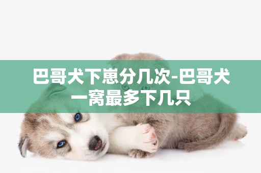 巴哥犬下崽分幾次-巴哥犬一窩最多下幾只