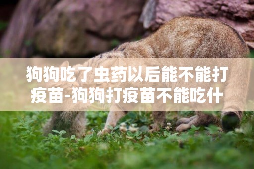 狗狗吃了蟲藥以后能不能打疫苗-狗狗打疫苗不能吃什么