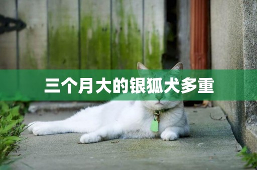 三個月大的銀狐犬多重