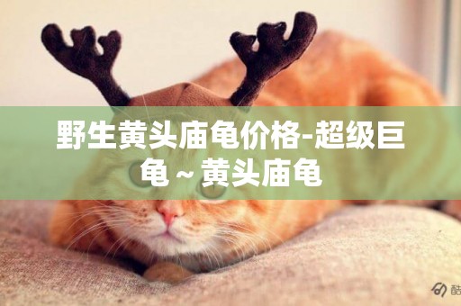 野生黃頭廟龜價格-超級巨龜～黃頭廟龜