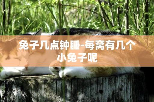 兔子幾點鐘睡-每窩有幾個小兔子呢