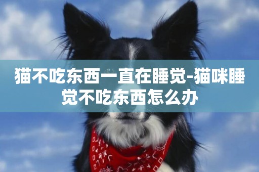 貓不吃東西一直在睡覺-貓咪睡覺不吃東西怎么辦