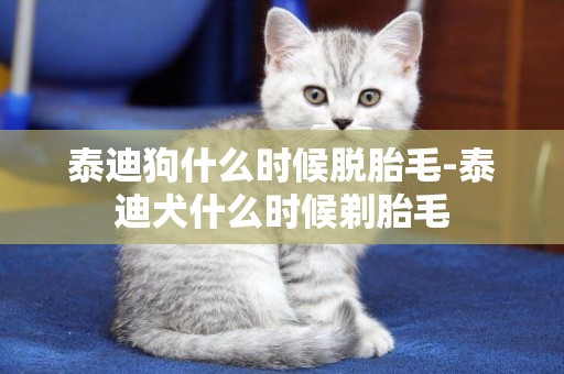 泰迪狗什么時候脫胎毛-泰迪犬什么時候剃胎毛
