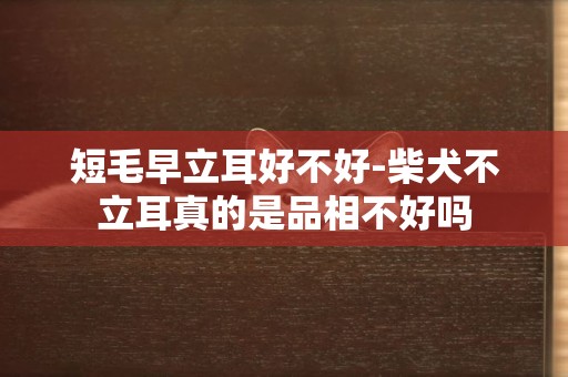 短毛早立耳好不好-柴犬不立耳真的是品相不好嗎