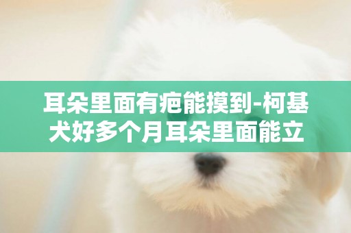 耳朵里面有疤能摸到-柯基犬好多個月耳朵里面能立