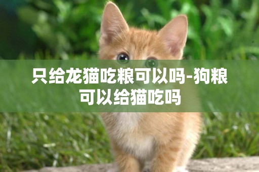 只給龍貓吃糧可以嗎-狗糧可以給貓吃嗎