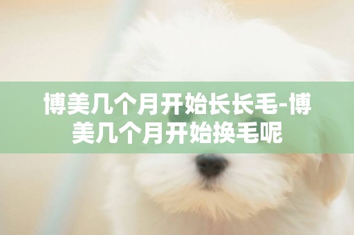 博美幾個月開始長長毛-博美幾個月開始換毛呢