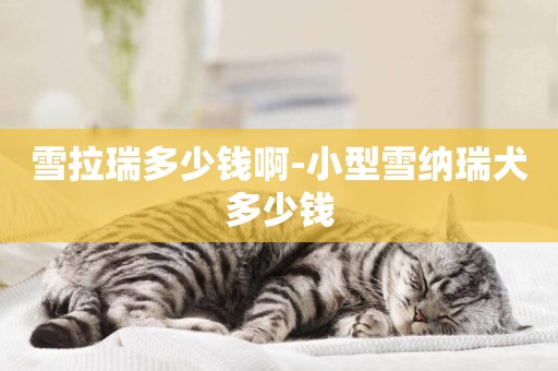 雪拉瑞多少錢啊-小型雪納瑞犬多少錢