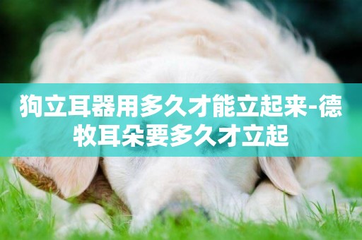 狗立耳器用多久才能立起來-德牧耳朵要多久才立起