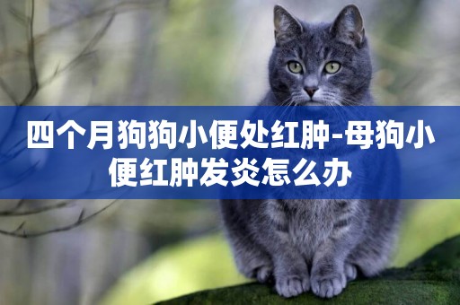 四個月狗狗小便處紅腫-母狗小便紅腫發炎怎么辦