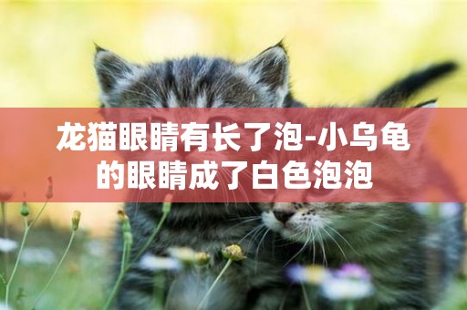 龍貓眼睛有長了泡-小烏龜的眼睛成了白色泡泡
