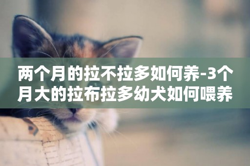 兩個月的拉不拉多如何養-3個月大的拉布拉多幼犬如何喂養