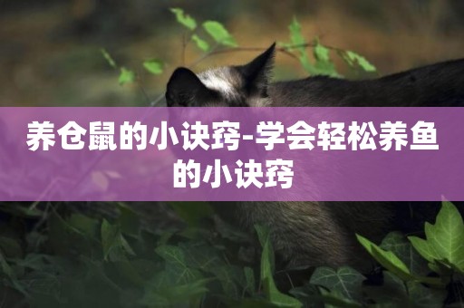 養倉鼠的小訣竅-學會輕松養魚的小訣竅