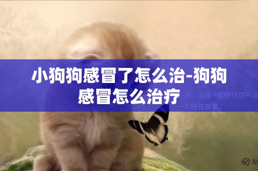 小狗狗感冒了怎么治-狗狗感冒怎么治療