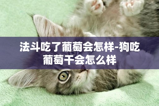 法斗吃了葡萄會怎樣-狗吃葡萄干會怎么樣