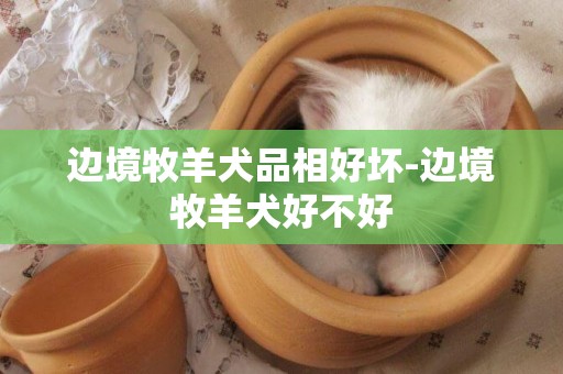 邊境牧羊犬品相好壞-邊境牧羊犬好不好