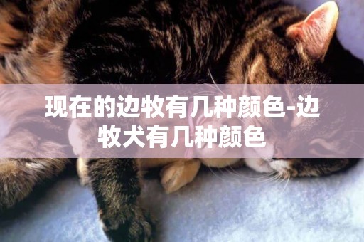 現在的邊牧有幾種顏色-邊牧犬有幾種顏色