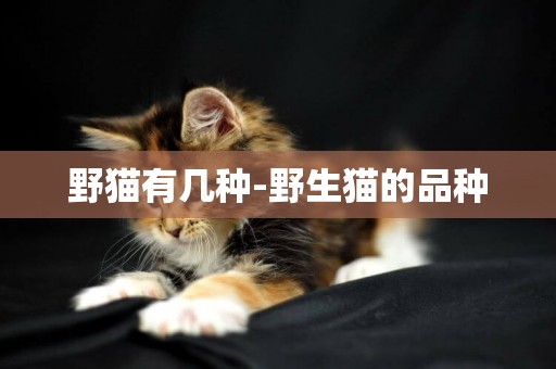 野貓有幾種-野生貓的品種