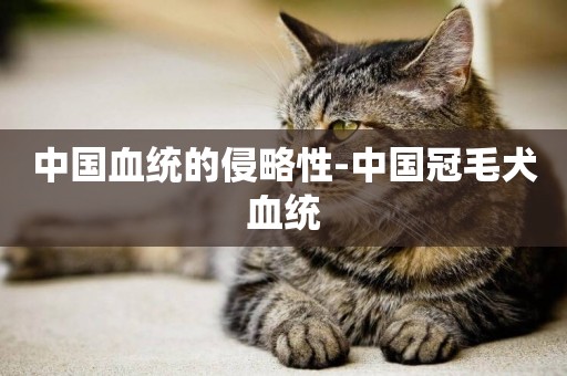中國血統的侵略性-中國冠毛犬血統