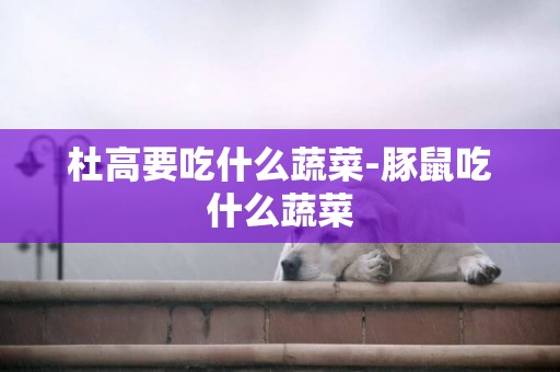 杜高要吃什么蔬菜-豚鼠吃什么蔬菜