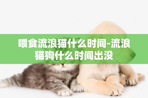 喂食流浪貓什么時間-流浪貓狗什么時間出沒