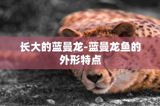 長大的藍曼龍-藍曼龍魚的外形特點